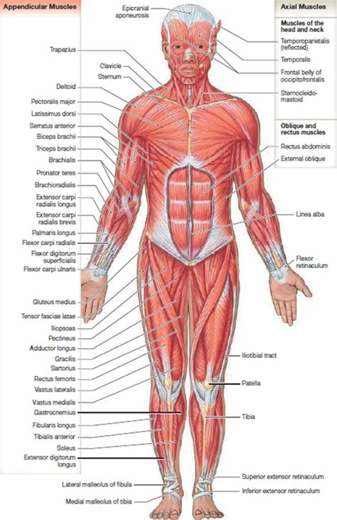 The muscles of the pelvis, hip and buttock anatomical chart shows how each muscle in this area of the body works with the others, and the various minor systems within the major ones. Muscle Anatomy - Skeletal Muscles - Groin Muscles - Calf ...