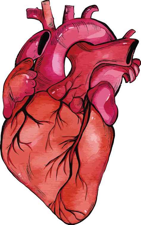 Anatomy Vector Human Heart Clipart Transparent Stock