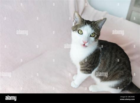 Cute Young Domestic Tabby Cat Meowing With Open Mouth Sitting On Pink