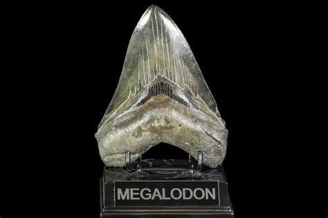 Megalodon Teeth For Sale