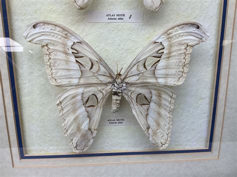 Entomology Two Gilt Framed Displays Of Three Atlas Moths Attacus