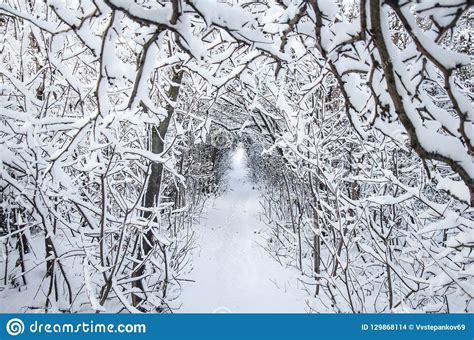 Tunnel Trail In The Winter Forest Trees Covered In Snow Selective