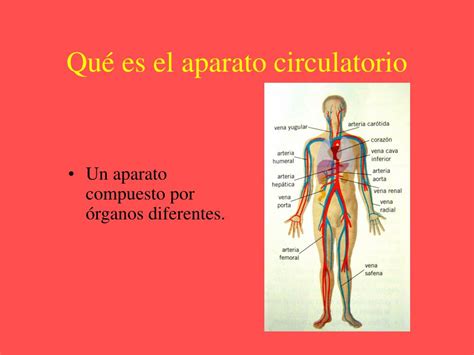 Ppt Aparato Circulatorio Powerpoint Presentation Free Download Id