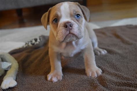 See more of english bulldogs for sale in idaho on facebook. Fawn Chocolate tri english bulldog puppy for sale