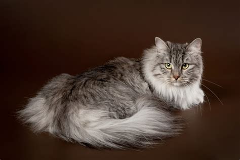 Siberian Cat Breed Profile Personality Facts