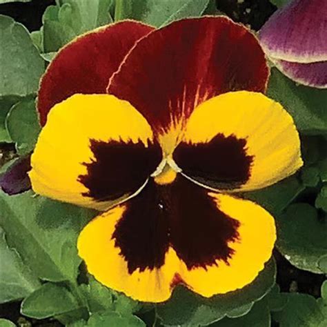Pansy Matrix Red Wing From Babikow Wholesale Nursery