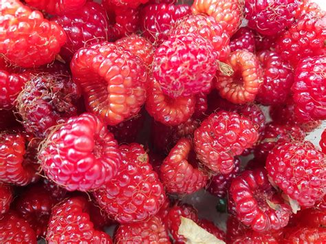 Native Raspberries Picked This Morning Fresh Free And Delicious Seq