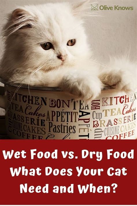 Maybe you would like to learn more about one of these? Wet Food vs Dry Food | What Does Your Cat Need and When ...
