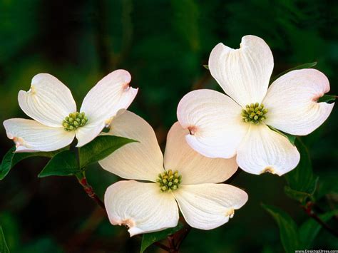 2130 x 1426 jpeg 348 кб. Desktop Wallpapers » Flowers Backgrounds » Flowering Dogwood Blossoms » www.desktopdress.com