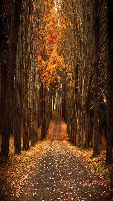 Autumn Path Bonito Cute Look Nice Hd Phone Wallpaper Peakpx