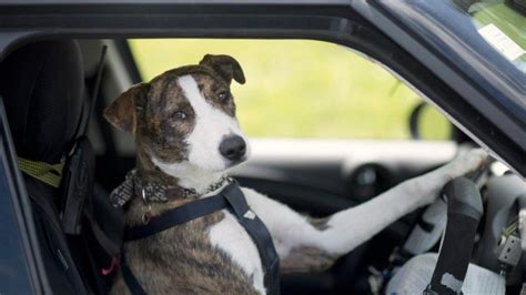 Watch Dogs Learn To Drive In New Zealand