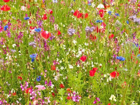 1kg Ancient British Meadow Wild Flower Rare Grasses 7030 Mix Mix 71
