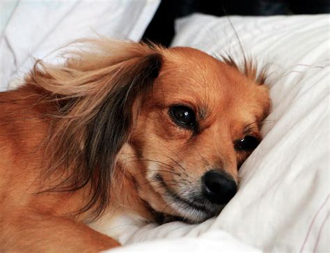 20 Síntomas De Un Perro Enfermo ¿tu Perro Los Tiene