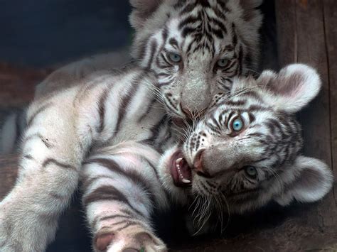 47 Cute Baby Tiger Wallpaper Wallpapersafari