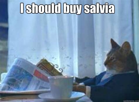 I Should Buy Salvia Boat Cat Quickmeme