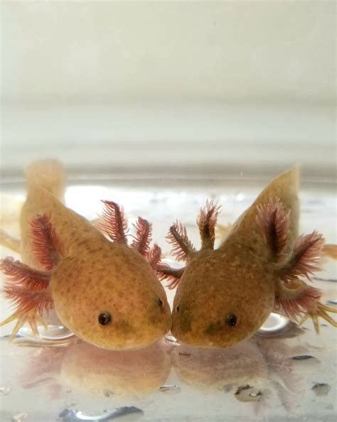 Ivys Choice Bronzed Copper Axolotl Baby With Fluffy Gills 25 4 Inc