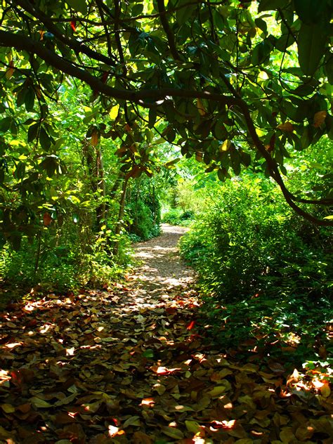Secret Path Dream Garden Pathways Paths
