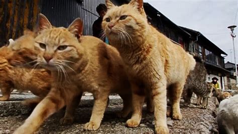 Cat Army Of Feral Felines Overruns Rural Japanese Island Outnumbering