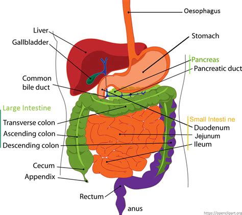 Sistema Digestivo Humano Human Digestive System Digestive System