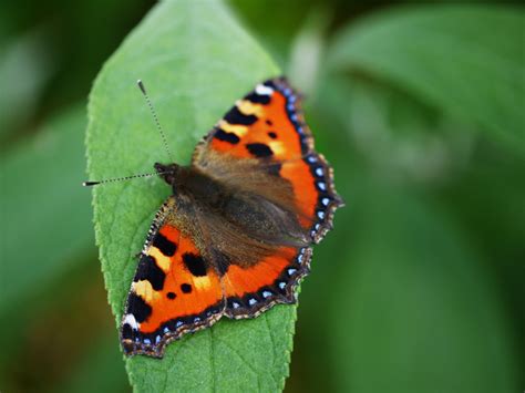 Les Papillons Les Plus Courants Au Jardin