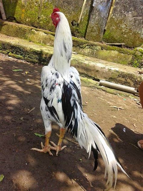 Beternak ayam bangkok super tentu sedikit berlainan dengan memberi perlakuan pada jenis mangon, vietnam, atau birma. Ayam Aduan Garut: April 2015