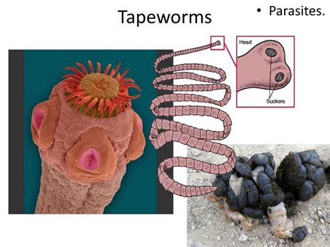 Ppt Platyhelminthes The Flatworms Powerpoint Presentation Free