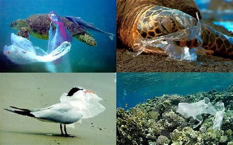 Embracing The Plastic Bags Ban For Tourism Facilities Ecotourism Kenya