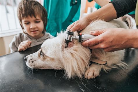Dog Pneumonia Know The Causes Signs And Treatment