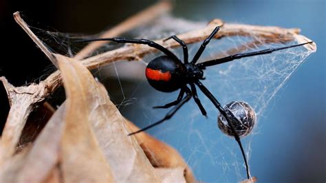 Redback Spider Bites Australian Man On Penis Bbc News