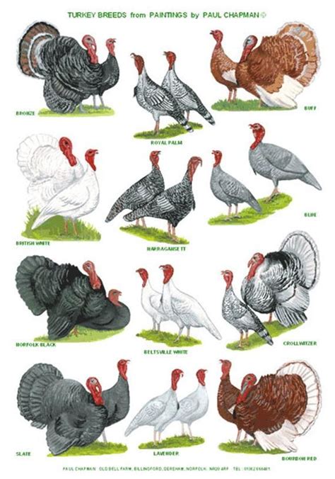 A4 Laminated Posters Breeds Of Turkey Etsy Raising Turkeys