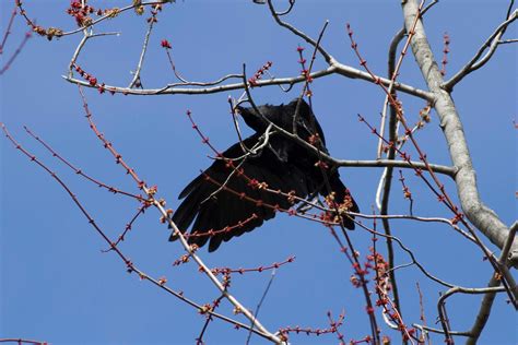 Ann Brokelman Photography Crow Building Nest March 21 2016