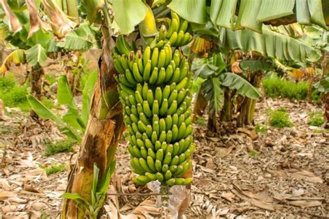 Top 20 Steps To Boost Your Banana Fruit Yield How To Increase Fruit