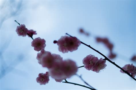 Wallpaper Japan Nature Sky Winter Branch Frost Cherry Blossom