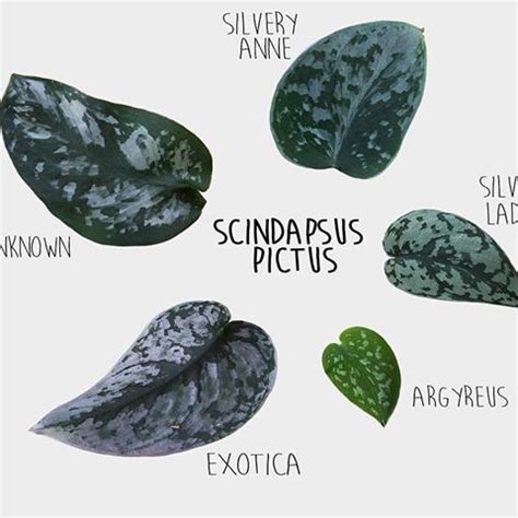 Satin pothos, silver philodendron, silver vine, silk pothos… what do all these names have in common? scindapsus pictus exotica - Google Search | House plants ...