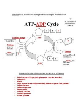 Related biology lessons from beals science ATP ADP Cycle Worksheet by Parker's Products for the ...
