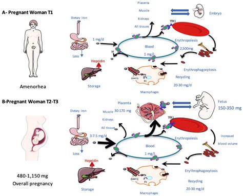 Metabolites | Free Full-Text | Iron Metabolism in Normal and