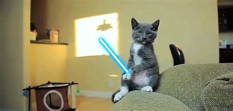 Jedi Cats Perfectly Normal Cat Behavior Video Bit Rebels