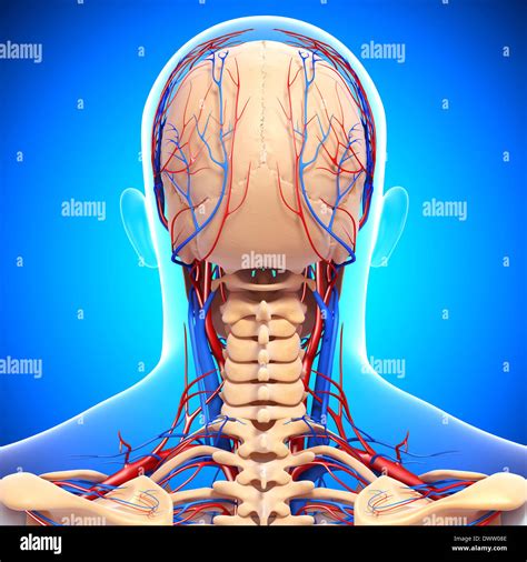 Drawing Anatomy Neck Nape Of The High Resolution Stock Photography And