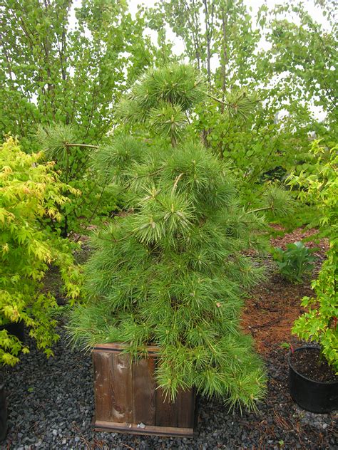 Niagara Falls Eastern White Pine Katsura Gardens