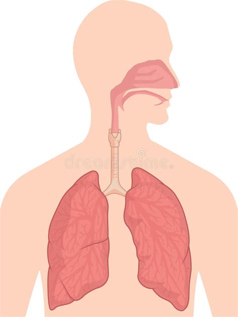 Anatomía Del Cuerpo Humano Sistema Respiratorio Ilustración Del