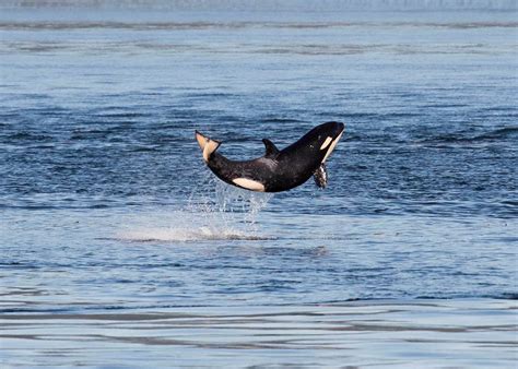 Official Orca Census 81 Whales Including 4 Babies The Seattle Times