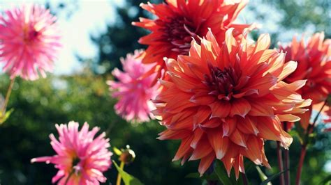 2560x1440 Dahlias Flowers Blur 1440p Resolution Wallpaper Hd Flowers