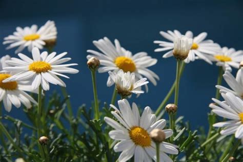 Field Of White Daisy Flowers Pictures