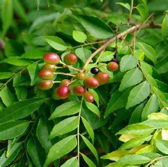 Daunnya mirip telur sunsang dengan tepi yang bergerigi. 13 Manfaat Daun Kari untuk kesehatan dan Kandungan Daun Kari