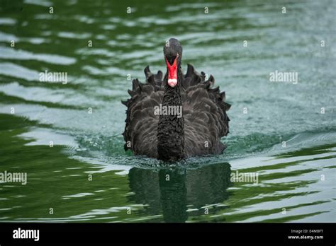 Black Swan Swimming Toward Us Stock Photo Alamy