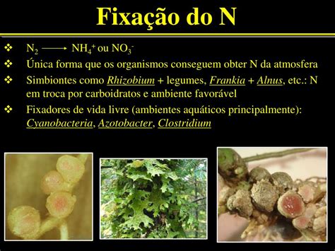 Especie Reativa De Nitrogenio