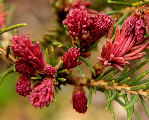 Picea Abies Cruenta Spring Red Norway Spruce Kigi Nursery