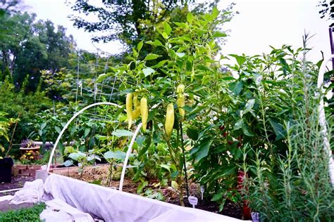 Growing Peppers In Raised Beds A Complete Guide
