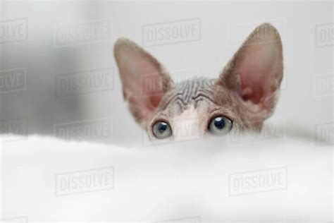 Sphynx Kitten Peeking Stock Photo Dissolve