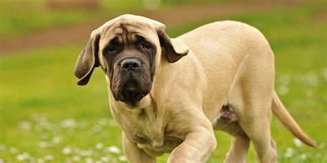 Top 25 Of The Largest Dog Breeds In The World
